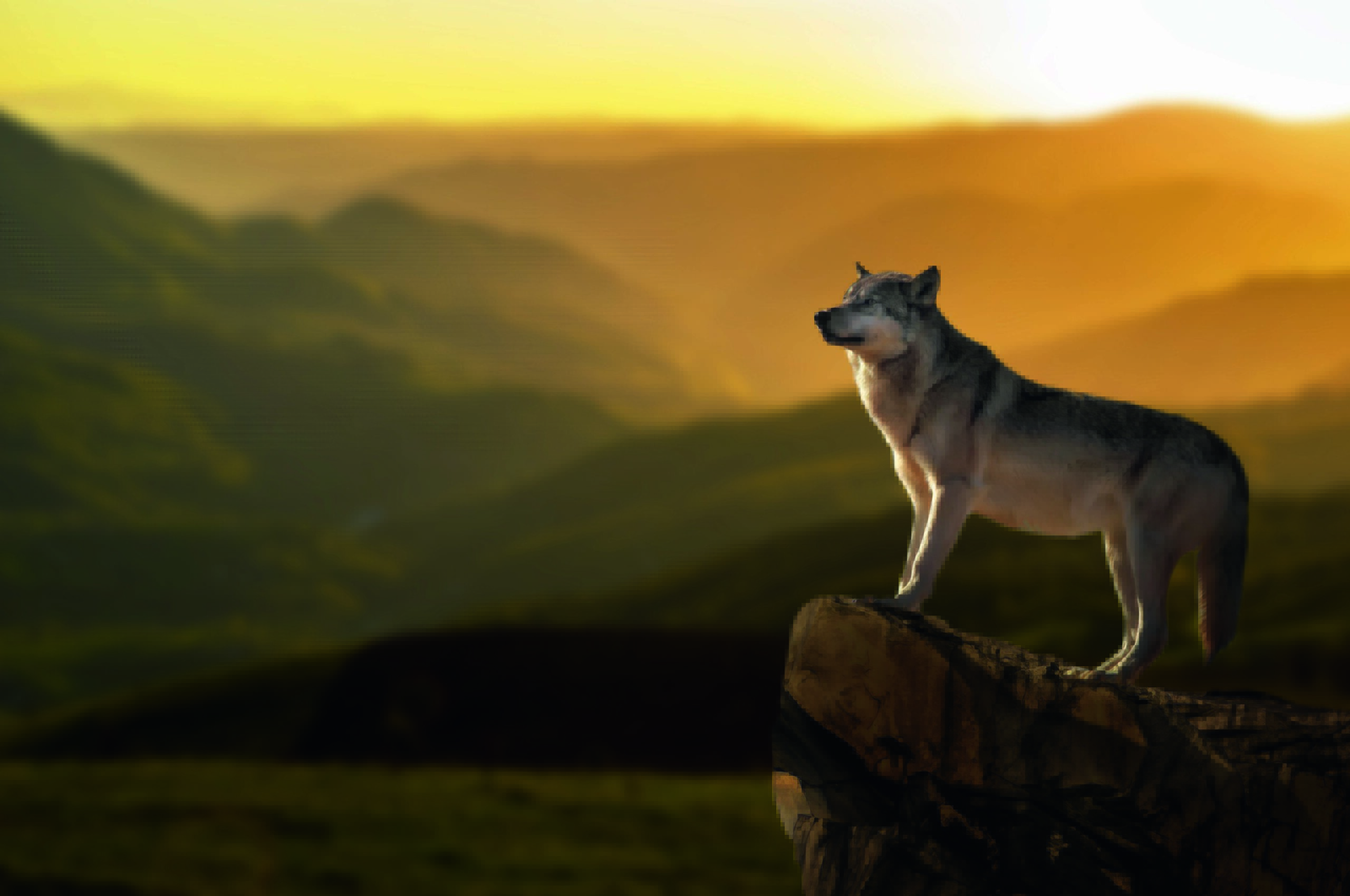 Wolf